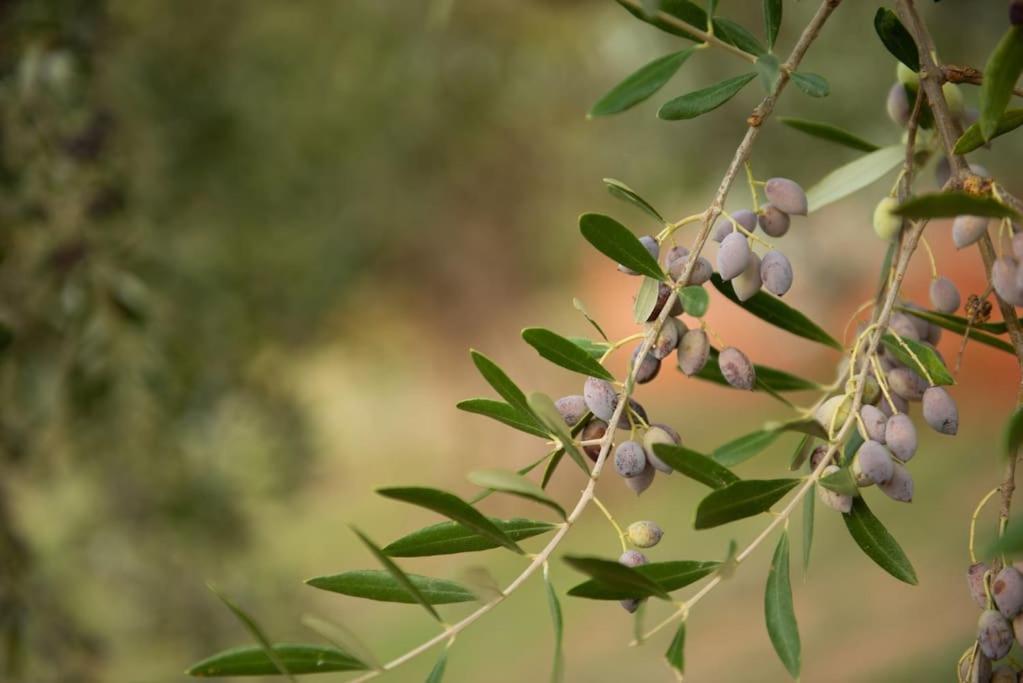 Όμορφο Παραθασυγκρότημα Ενοικιαζόμενων Καταλυμάτων Ως Ολόκληρος Χώρος - Chrani, Ελλάδαλάσσιο Διαμέρισμα Exteriör bild